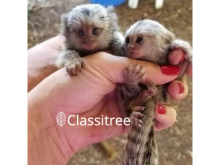 Adorable Marmoset Monkeys for rehoming