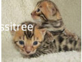 Pure Breed Bengal kittens Available
