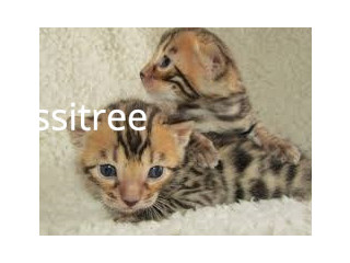 Pure Breed Bengal kittens Available