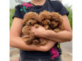 Cute toy poodle puppies ready for their new home