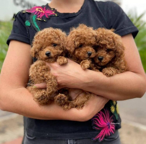 cute-toy-poodle-puppies-ready-for-their-new-home-big-0