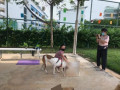 Dog Training Services with good experiance