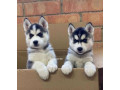 Gorgeous Blue Eyes Siberian Husky Puppies For Adoption