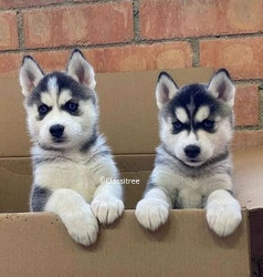 gorgeous-blue-eyes-siberian-husky-puppies-for-adoption-big-0