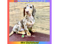 mini-dachshund-imported-from-uk-call-now-eur-small-0
