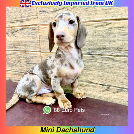 mini-dachshund-imported-from-uk-call-now-eur-big-0