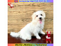 morkie-puppies-for-sale-euro-pets-imported-from-uk-small-1