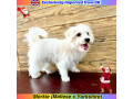 Morkie puppies for Sale Euro Pets Imported from UK