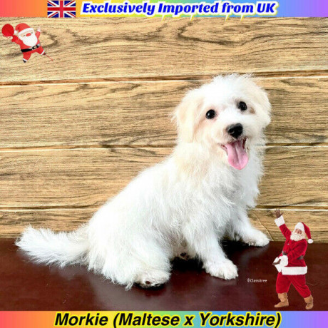 morkie-puppies-for-sale-euro-pets-imported-from-uk-big-1