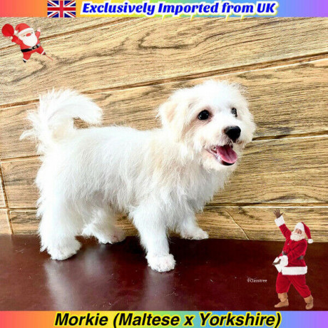 morkie-puppies-for-sale-euro-pets-imported-from-uk-big-0