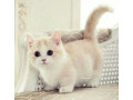looking-for-kitten-preferably-munchkin-will-to-pay-small-0