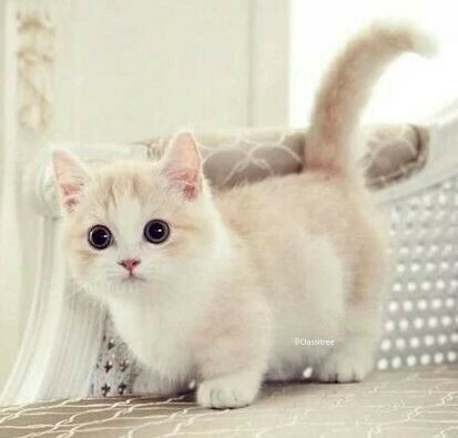 looking-for-kitten-preferably-munchkin-will-to-pay-big-0