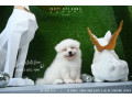 Japanese Spitz Puppies Available 