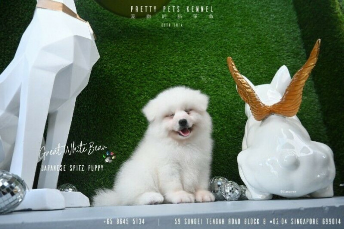 japanese-spitz-puppies-available-big-0