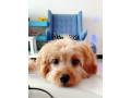 new-availablecavapoo-pup-sale-in-amk-petshop-small-1