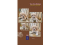 new-availablecavapoo-pup-sale-in-amk-petshop-small-0