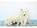 samoyed-puppies-small-1