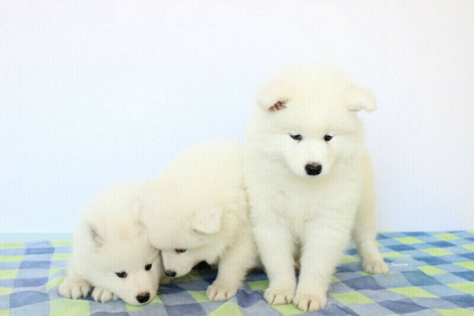 samoyed-puppies-big-1
