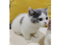 adorable-british-shorthair-kittens-available-small-1