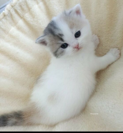adorable-british-shorthair-kittens-available-big-0