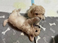  Cute Toy Poodle Puppies 