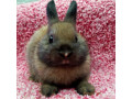 asj-tort-netherland-dwarf-rabbit-small-1