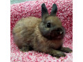 asj-tort-netherland-dwarf-rabbit-small-0