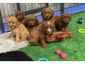 adorable-f-cavapoos-raised-with-love-you-small-0