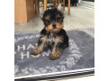 available-yorkshire-terrrier-puppies-ready-now-small-1