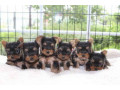 available-yorkshire-terrrier-puppies-ready-now-small-0
