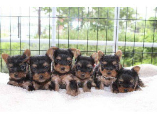 Available Yorkshire Terrrier Puppies Ready Now