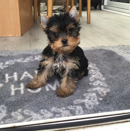 available-yorkshire-terrrier-puppies-ready-now-big-1