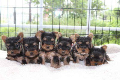 available-yorkshire-terrrier-puppies-ready-now-big-0