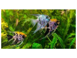  x Angelfish for adoption First come first serve