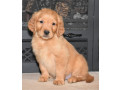 adorable-golden-retriever-puppies-available-small-1