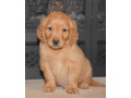 adorable-golden-retriever-puppies-available-small-0