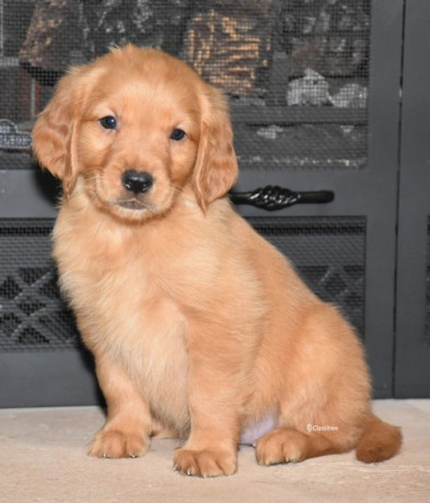 adorable-golden-retriever-puppies-available-big-1