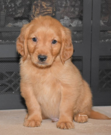 adorable-golden-retriever-puppies-available-big-0
