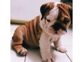 english-bulldog-puppies-available-for-rehoming-small-1