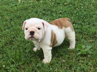 English bulldog puppies available for rehoming