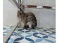 Netherland Dwarf Rabbits for Sale male female