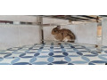netherland-dwarf-rabbits-for-sale-male-female-small-1
