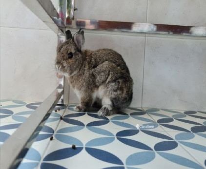 netherland-dwarf-rabbits-for-sale-male-female-big-0