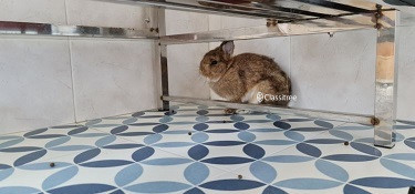 netherland-dwarf-rabbits-for-sale-male-female-big-1