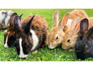 Looking to adopt rabbit anybody have any