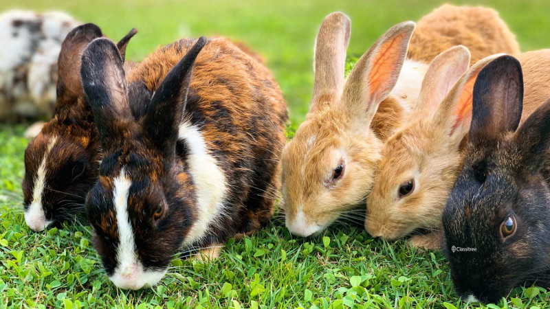 looking-to-adopt-rabbit-anybody-have-any-big-0