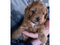 Pet puppies for sale dogs cavoodle cavapoo