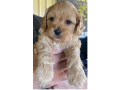 pet-puppies-for-sale-dogs-cavoodle-cavapoo-small-1