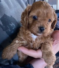 pet-puppies-for-sale-dogs-cavoodle-cavapoo-big-0