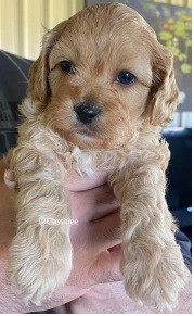 pet-puppies-for-sale-dogs-cavoodle-cavapoo-big-1